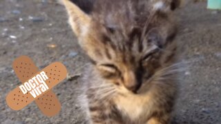 Precious Little Grey Cute Kitty Half Asleep - Doctor Viral