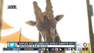 Celebrate World Giraffe Day at the Naples Zoo