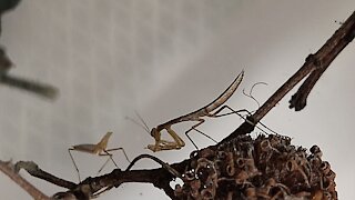 Cannibalism among praying mantises