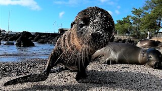 Sea lion baby can't resist closely investigating the camera on his beach