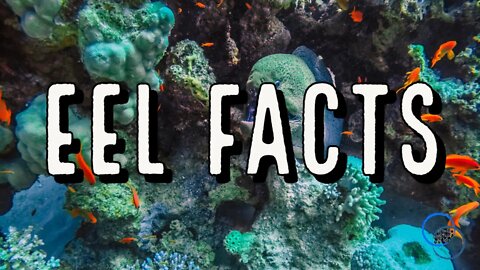 Some Eel facts | Interesting Facts | The World of Momus Podcast