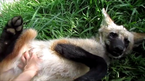 Adorable Baby Wolf Can't Resist Tummy Scratch