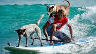 Rescue Dogs Flaunt Their Surfing Skills On The Paddle Board
