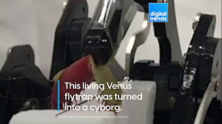 A Venus Flytrap Turned Cyborg
