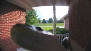 Shocking moment snake rings doorbell