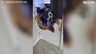 Ce chien explose complètement une porte