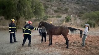 Helicopter rescue of horse trapped in concrete debris in California