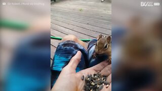 Dog feeds peanuts to little squirrel in Canada