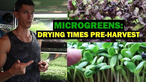 Microgreens - How Much to Water and How Soon Before Harvest to Maintain Freshness