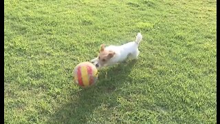 Jack Russell dribbles soccer ball like a pro