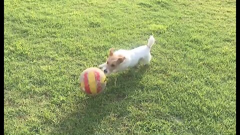 Jack Russell dribbles soccer ball like a pro