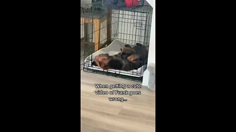 Chocolate Labrador struggles to get up to greet mom!.mp4