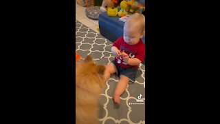 Pomeranian Puppy Steals Snack From Baby