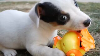 Funny puppies face off against robotic pets