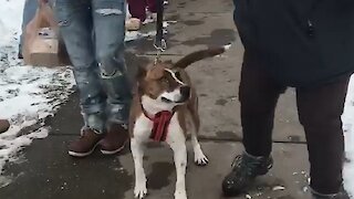 Ecstatic dog gets parade after being adopted after 500 days