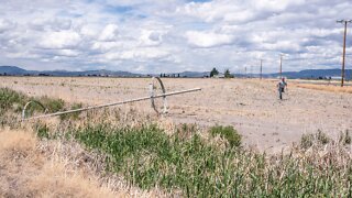 Drought continues to affect crops, diary in California