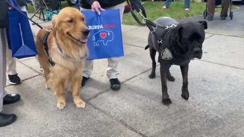 Therapy dogs from across the country visit site of Buffalo mass shooting