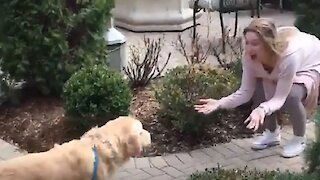 Dog can't keep his composure after owner returns home