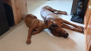 Extremely patient dog lets puppy chew on his ear