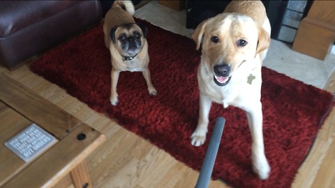 Dogs vs vacuum cleaner