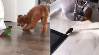 Toy Poodle Puppy Plays With Parrot Best Friend