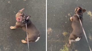 French Bulldog literally screams in excitement for walk time
