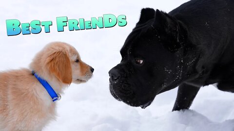 Cane Corso & Golden Retriever Puppy Play In Snow