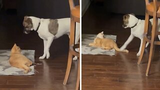 Dog desperately tries to get cat to play