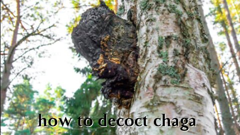 how to decoct chaga