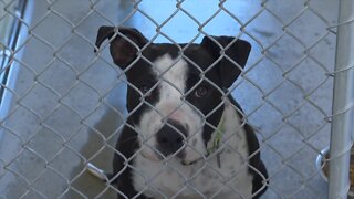 Local animal shelter struggling to keep up with surrenders