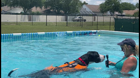 Retrieving Great Dane Swims For A Go Pro Close Up Visit With Mom