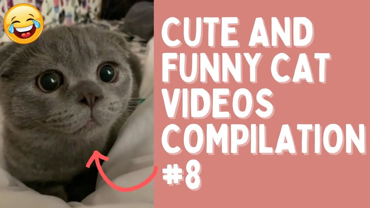 Funny Cats Video Compilation