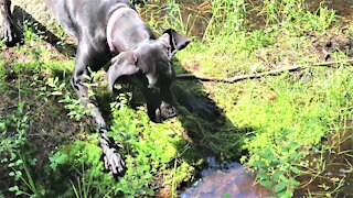 Great Dane puppy is adorably terrified of stick floating in a swamp puddle