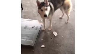Guilty husky argues with owner about mess