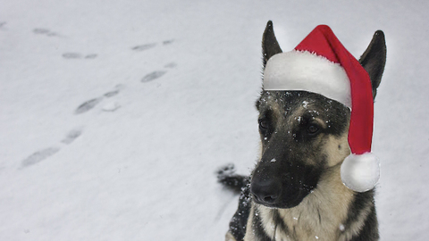 German Shepherd enthusiastically opens Christmas present