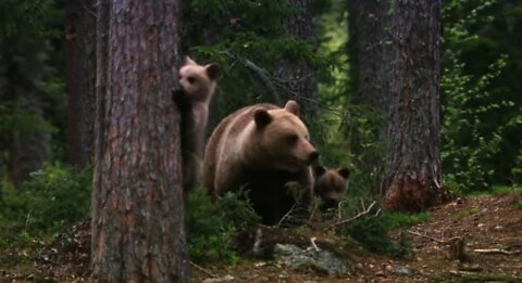 Documentary: Bear Essentials - Three Different Cubs Growing Up In A Dangerous World