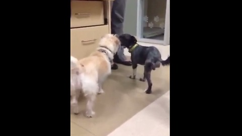 Three legged rescue dog befriends tripod puppy