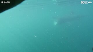 Diver's close encounter with basking shark