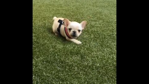 Tiny French Bulldog Puppy Throws Barking Tantrum