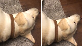 Sleeping dog instantly starts singing when kid plays piano