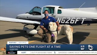 Saving pets one flight at a time