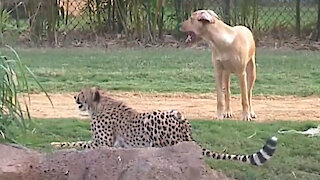 Amazing Animal Friendships: Doggy & Cheetah Playtime
