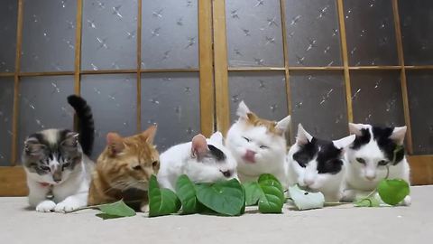 Cats snacking on leaves are hypnotizing to watch