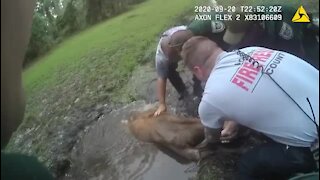 Volusia County Police rescue steer from hole