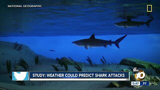Study: Weather could predict shark attacks
