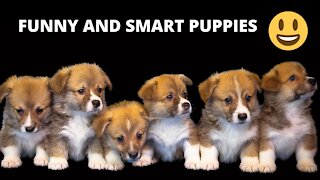 FUNNY AND ADORABLE PUPPIES COMPILATION, CUTE DOGS