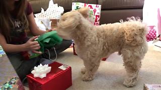 Dog enthusiastically opens and plays with Christmas present