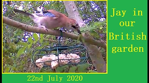 A beautiful jay in Our Wildlife Oasis - 22nd July 2020