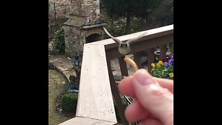 Bird eats treat from human hand in epic slow motion