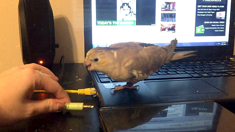 Angry Bird Annoyed By Loud Music Unplugs Speakers
